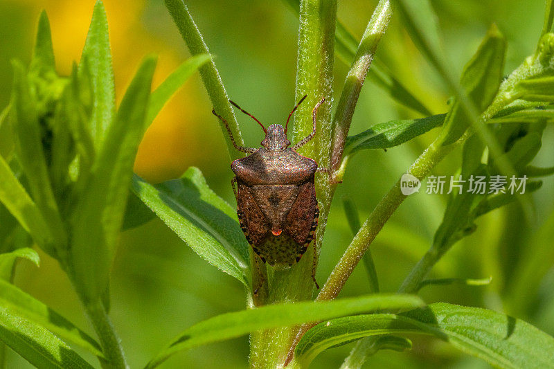 臭蝽，(Euschistus tristigmus luridus)， Carpocorini, Pentatominae，三斑点蝽，茎。